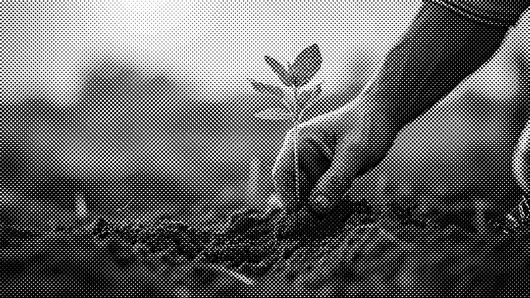 Planting a small green seedling by hand in rich, brown soil, with a blurred green background and soft sunlight.