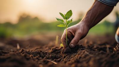 Planting a small green seedling by hand in rich, brown soil, with a blurred green background and soft sunlight.